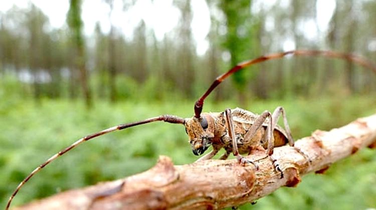 ALERTE – Nouveau foyer du nématode du pin à Angresse